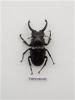 藏品(鬼艷鍬形蟲)的圖片